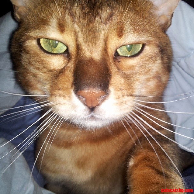 My Cat Took a Selfie This Morning While Waking Up.