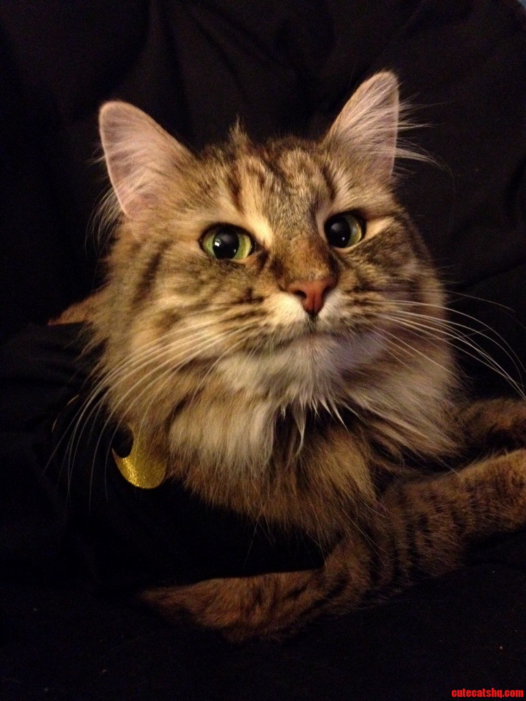My Cat Topanga Wearing Her Batgirl Costume.