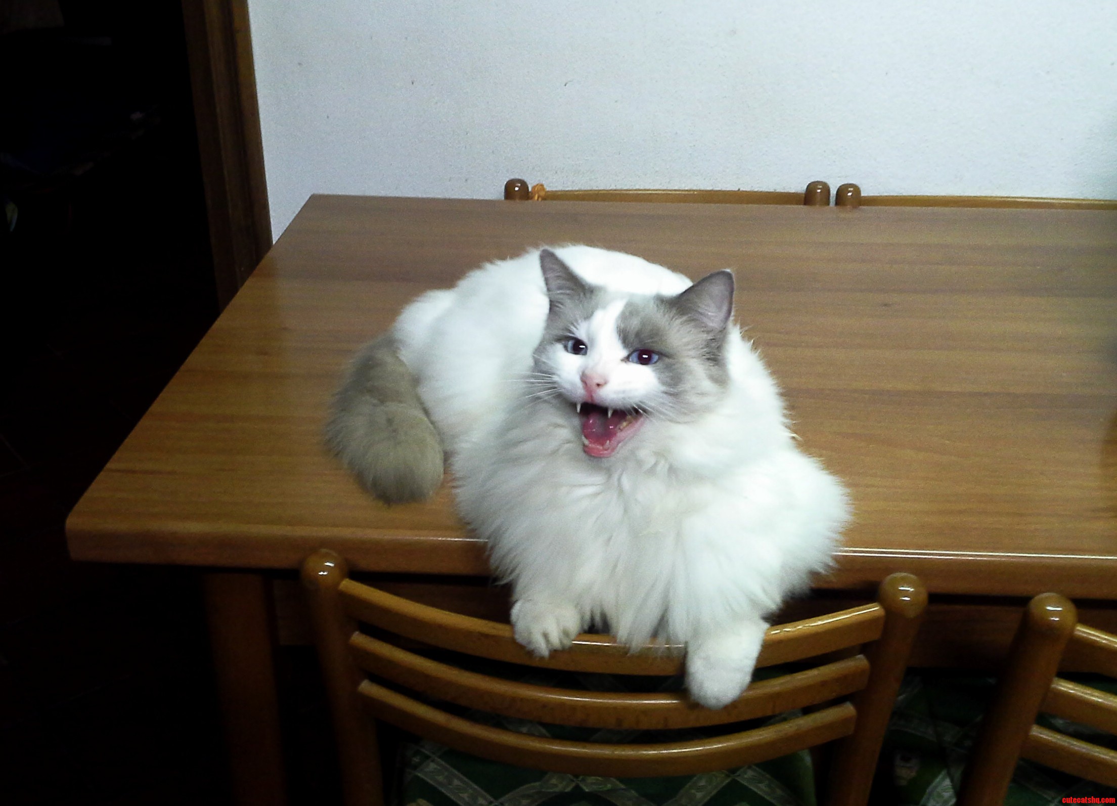 My Cat Was Hungry..