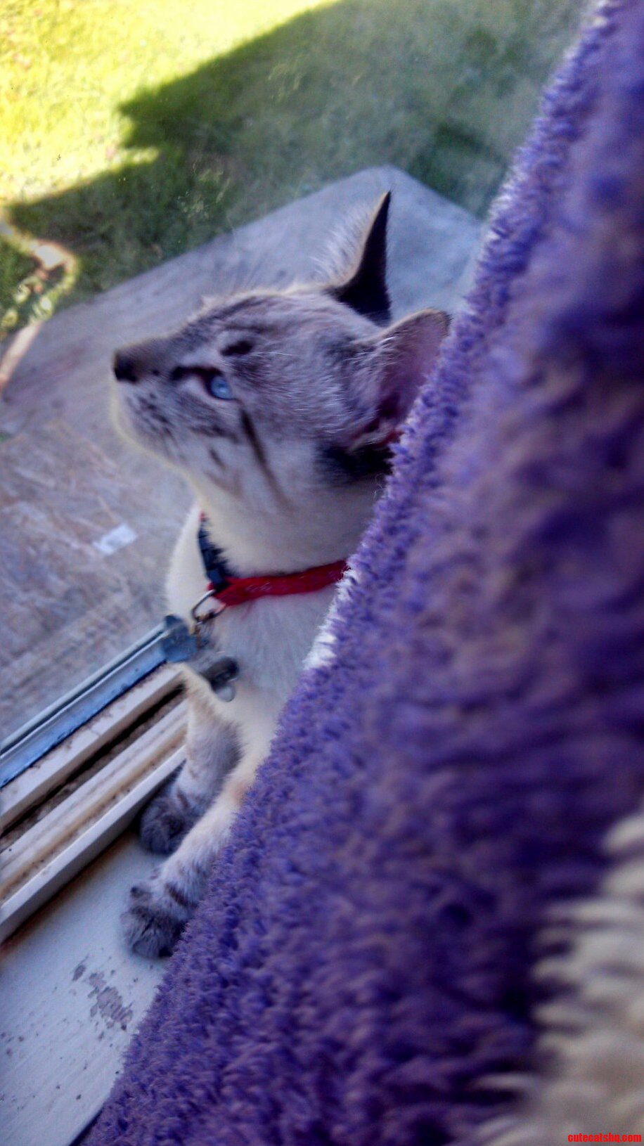 My Cat Watching Some Birds Outside
