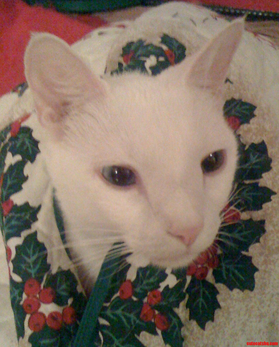 My Cat Wearing a Christmas Tree Scarf