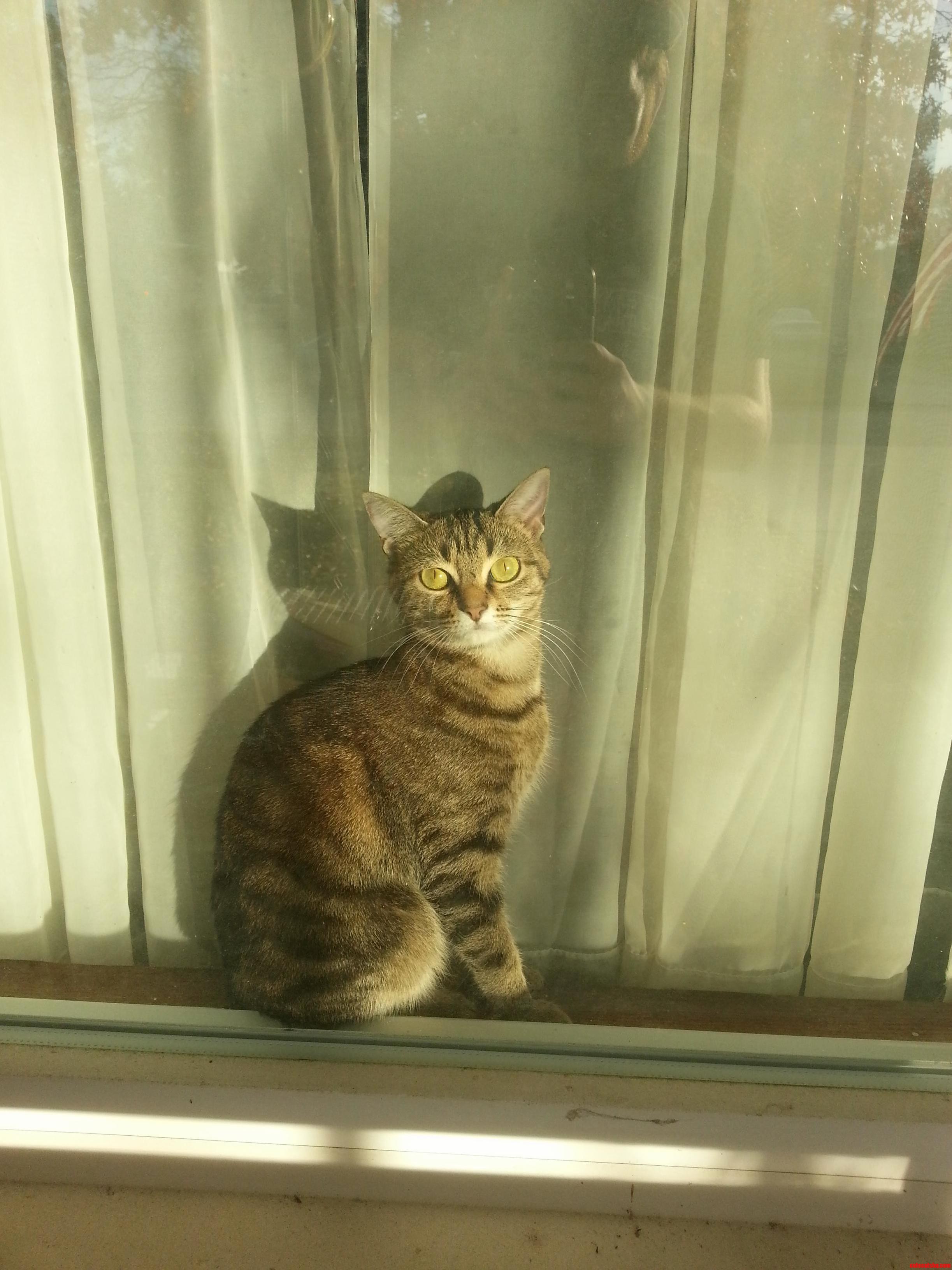 My Cat Zula