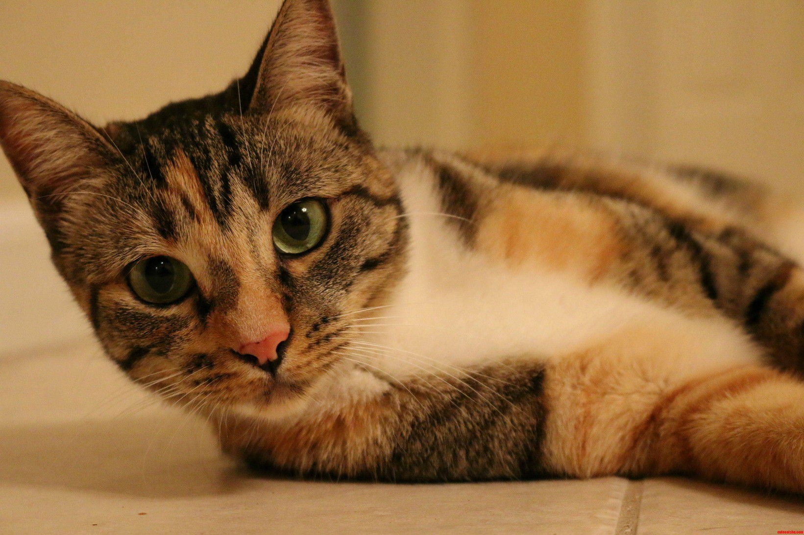 My Cat. Her Name Is Mouse.