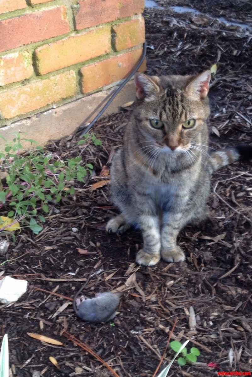 My Cats Death Glare Scares the Crap Out of Me.