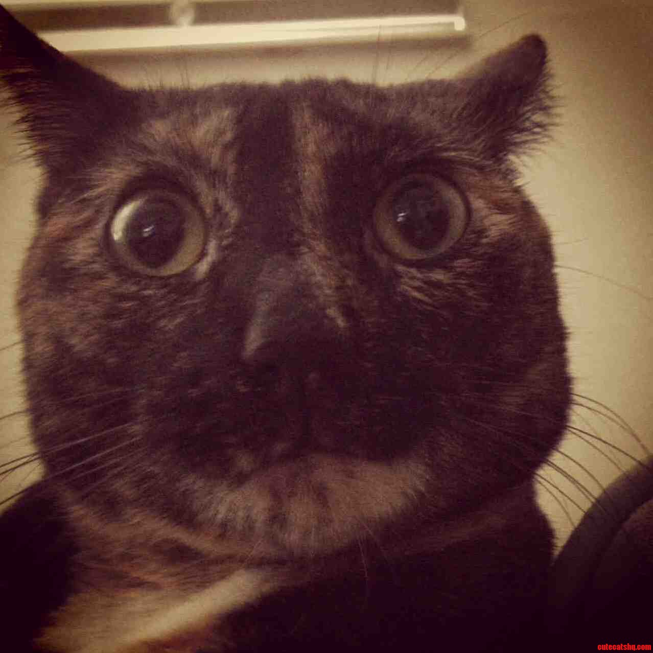 My Cats Face When I Make a Monotoned Ahhhh Noise for 15 Seconds