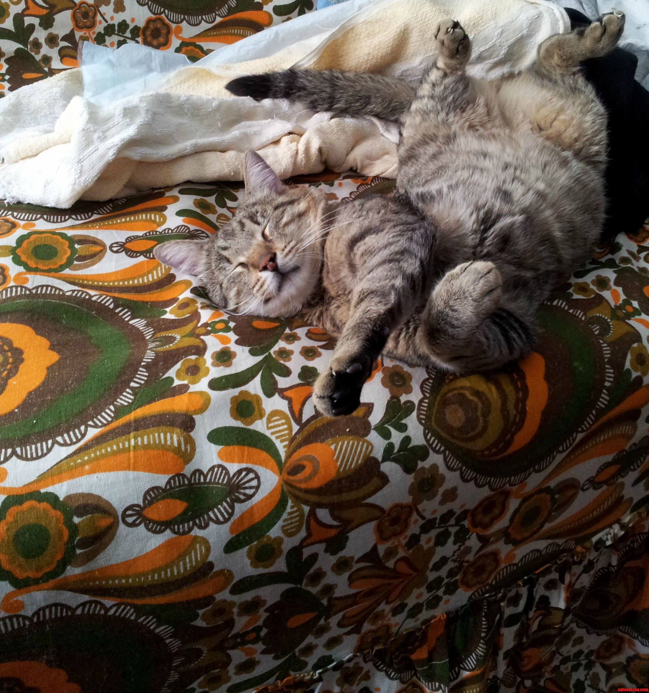 My Cats Favourite Sleeping Position