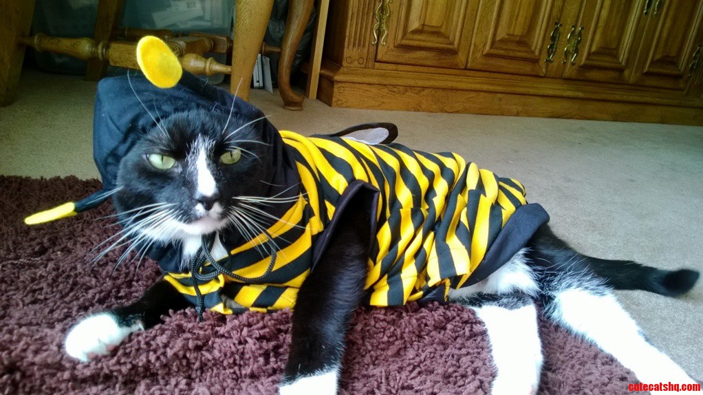 My Cats Halloween Costume He Isnt Happy but He Is So Cute