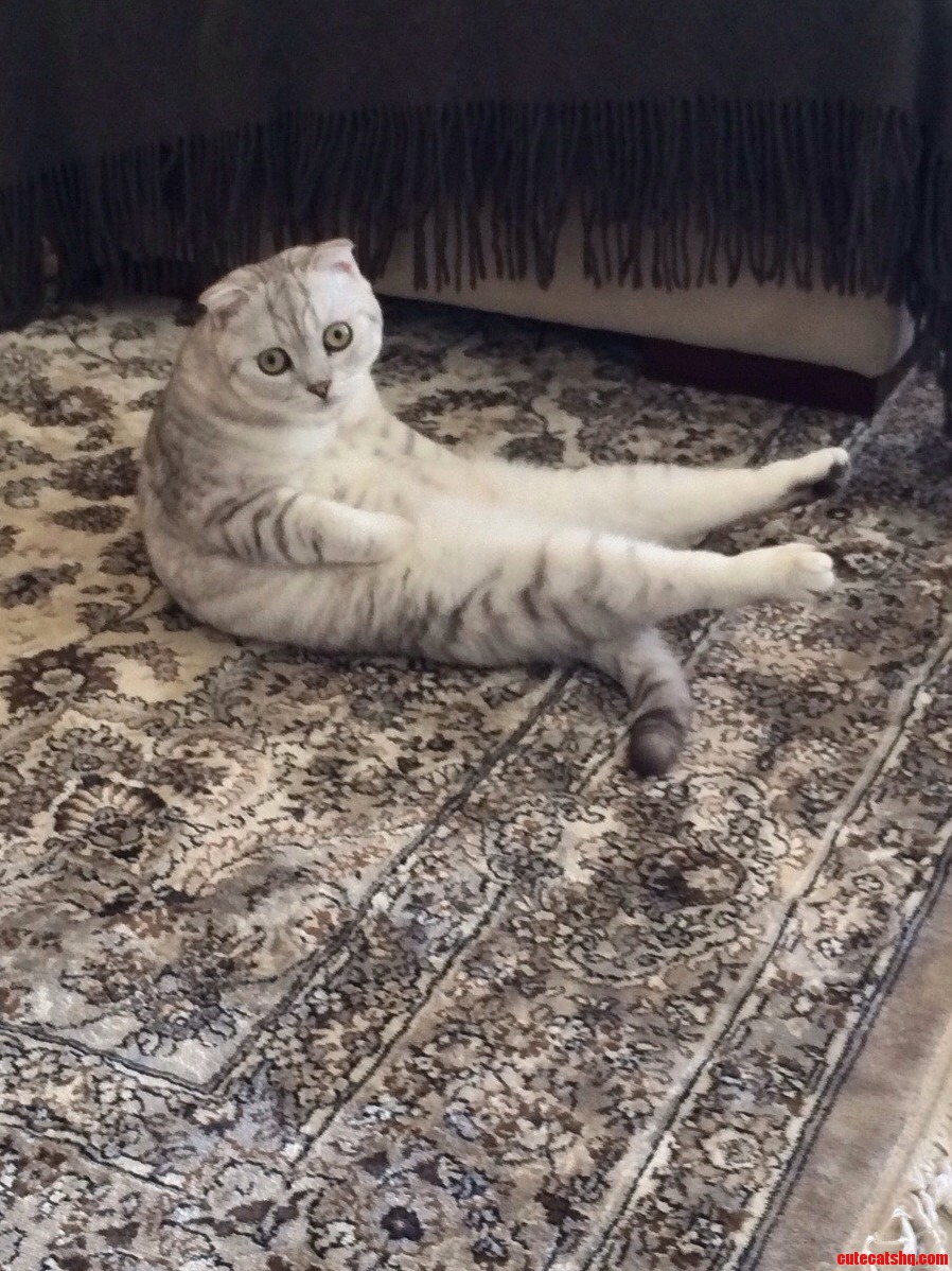 My Cats Learning Yoga...