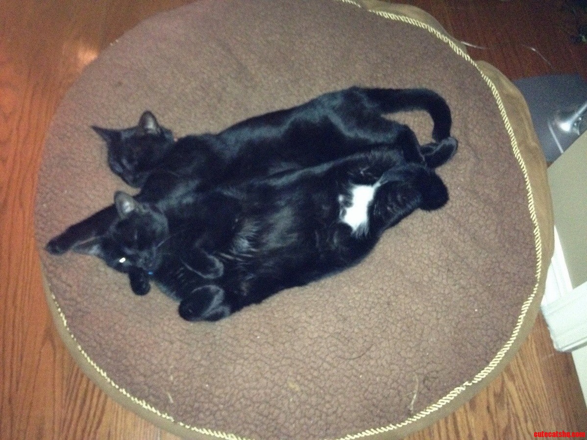 My Cats Love to Cuddle.