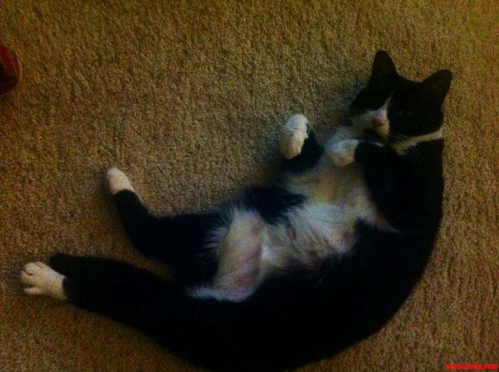 My Cats Response When Someone Walks Up to Her