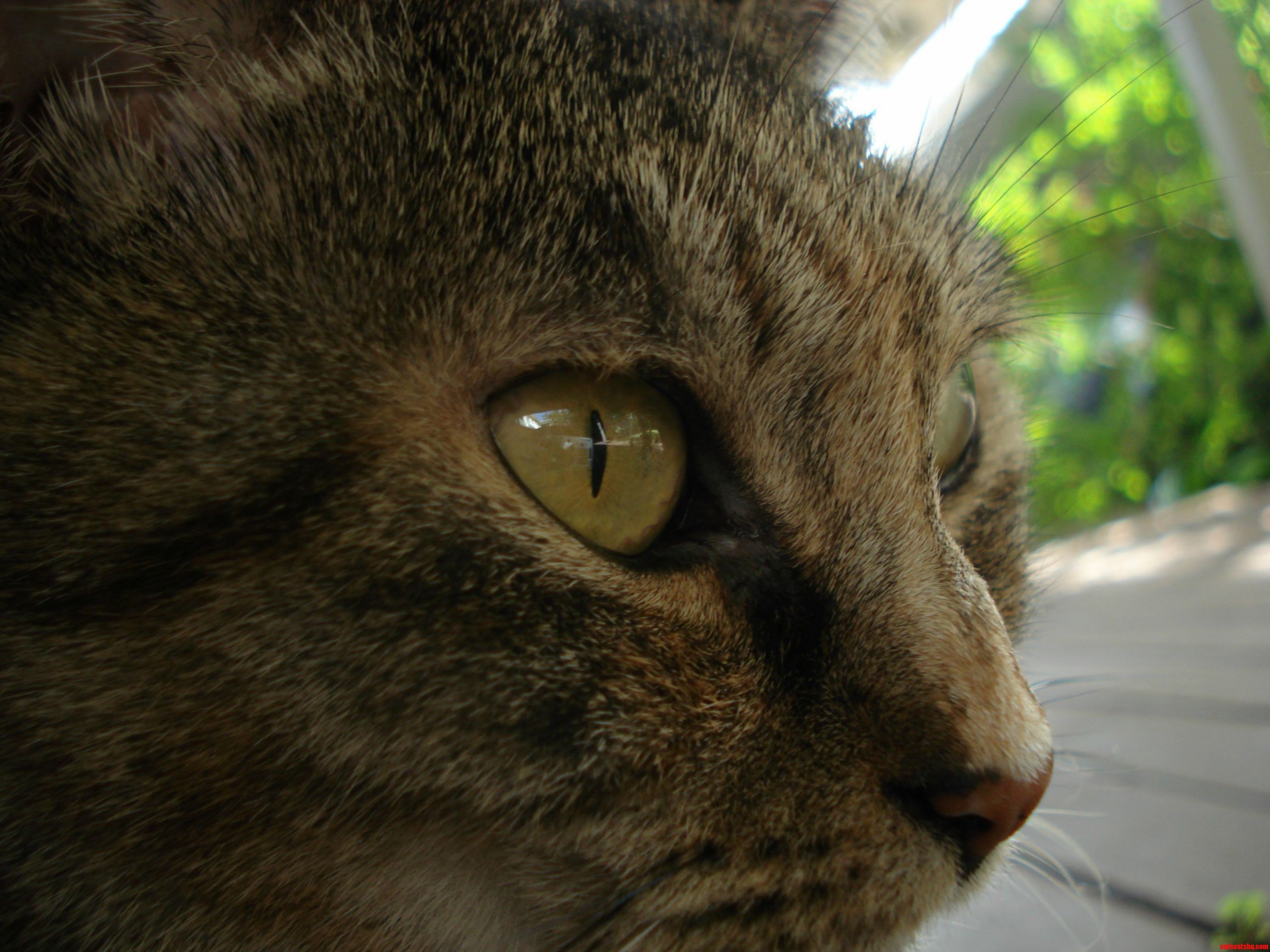 My Cats Stalking Face