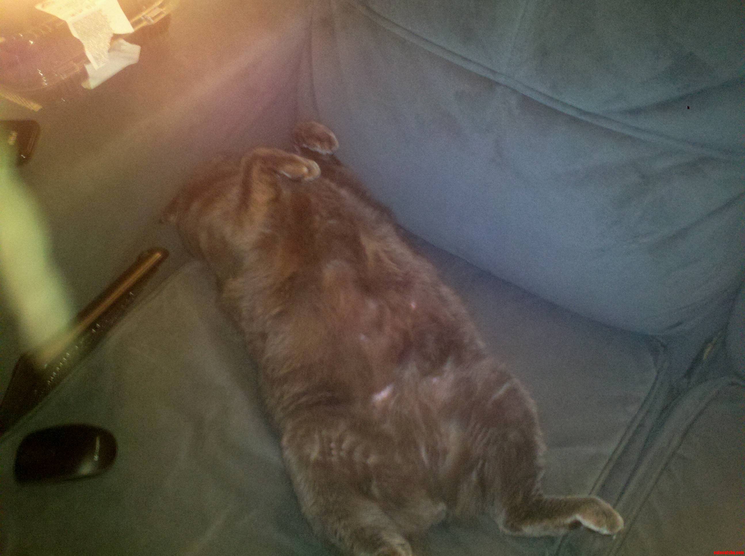 My Couch Ate My Cat