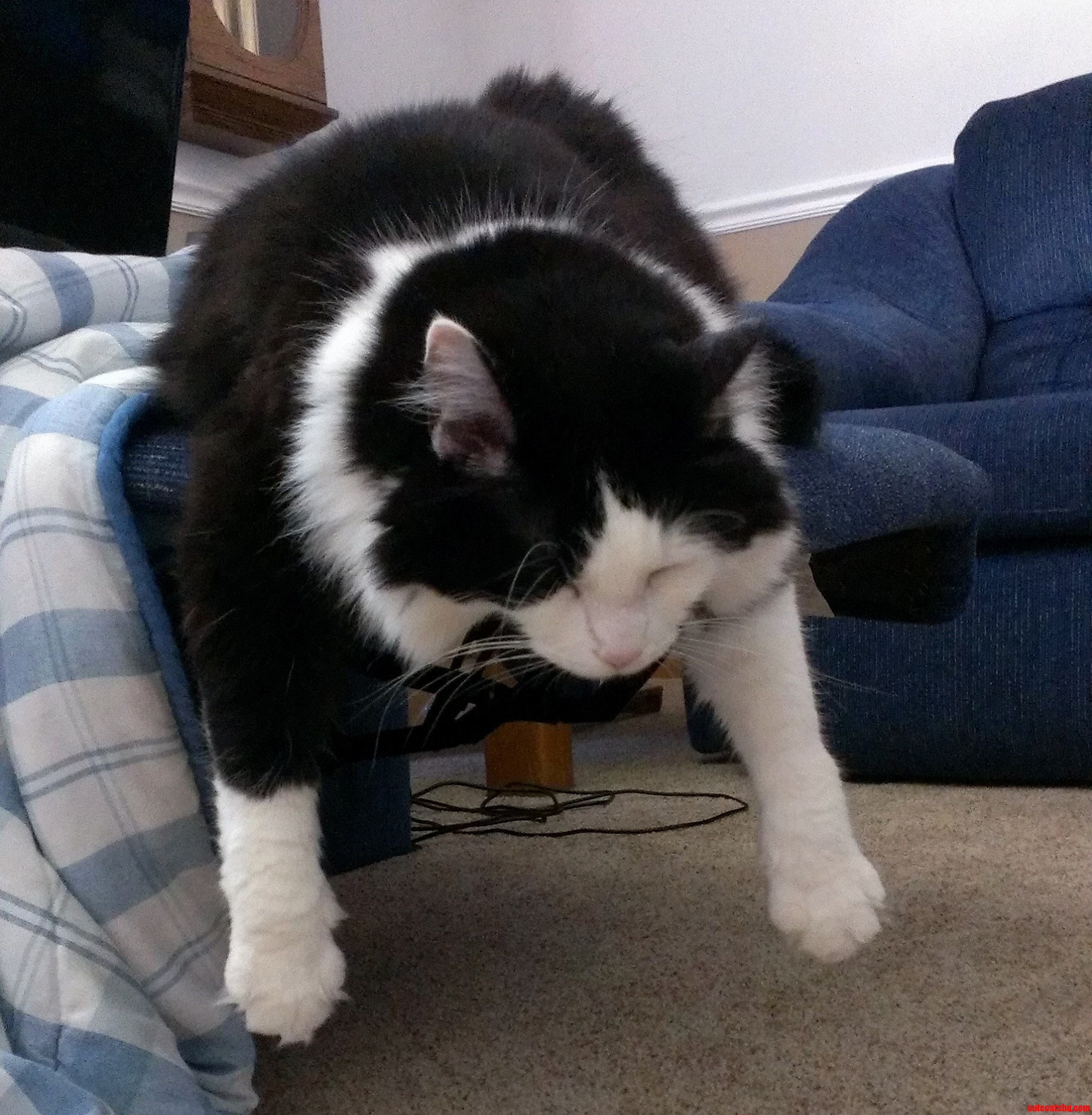 My Crazy Cat Loves to Sleep Like This It Doesnt Seem Very Comfortable to Me