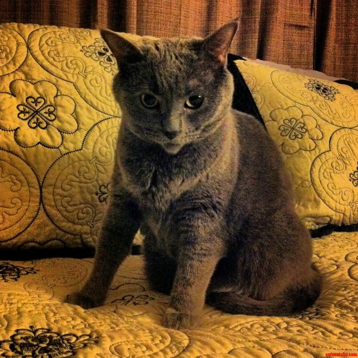 My Dads Cat Always Look Like She Wants to Kill Me in Her Sleep