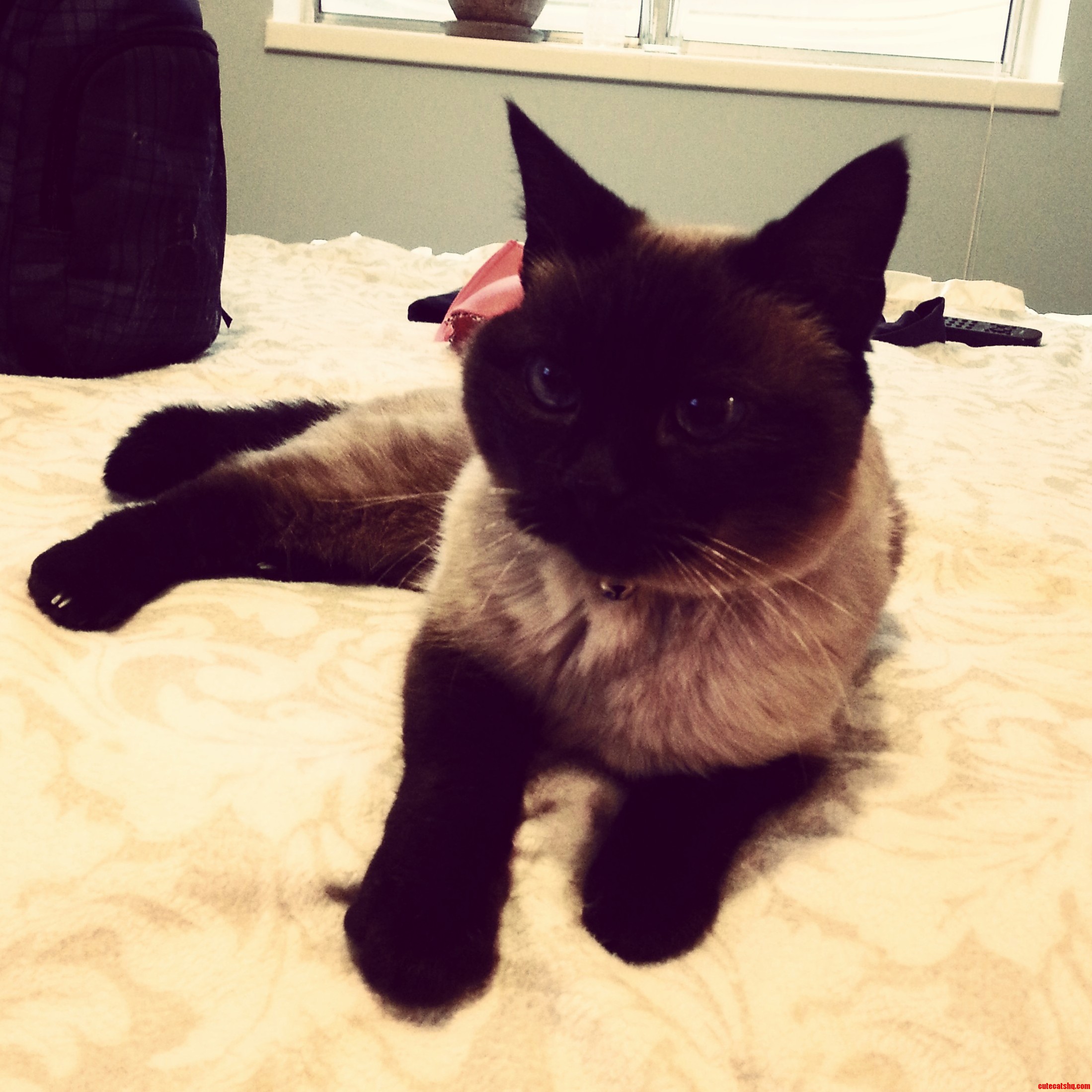 My Darling Little Sassafrass