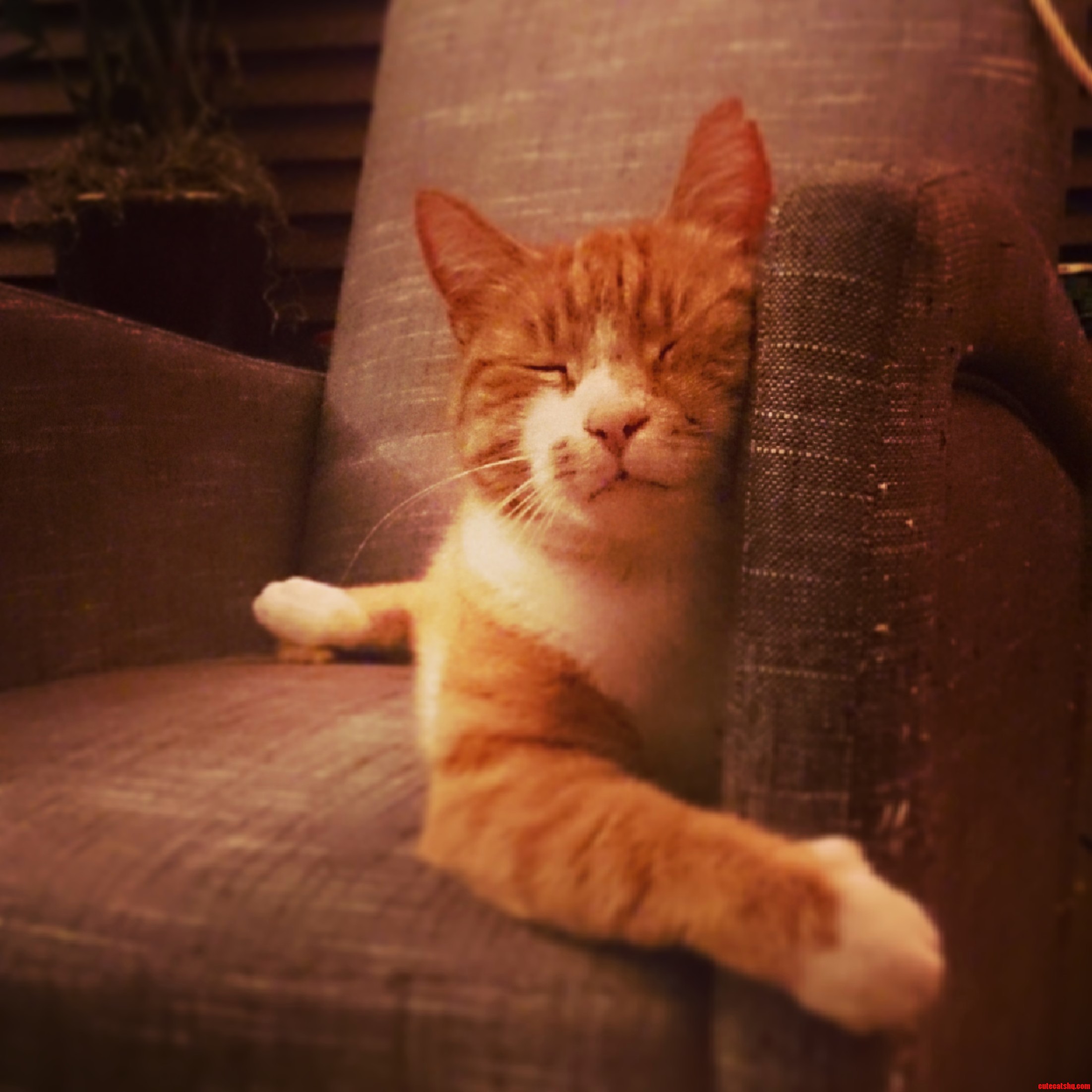 My Derpy Cat Frodo