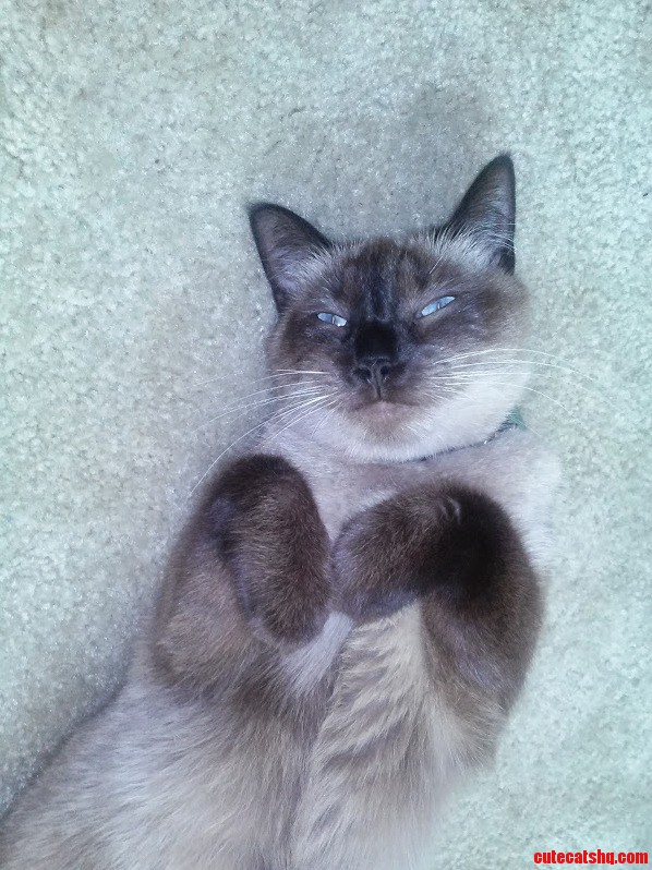 My Evil Plotting Kitty