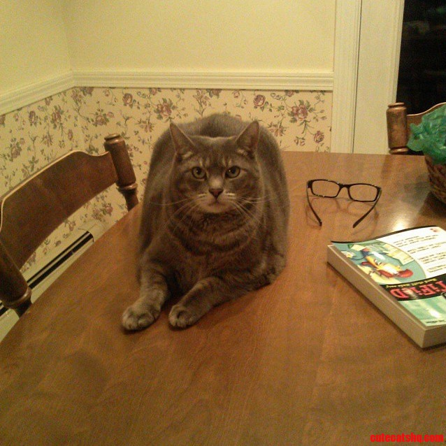 My Fat Cat Being Naughty