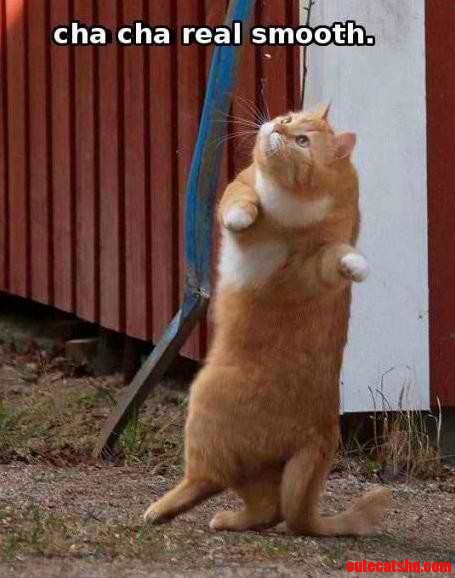 My Favorite Cat of the Internet. the End.