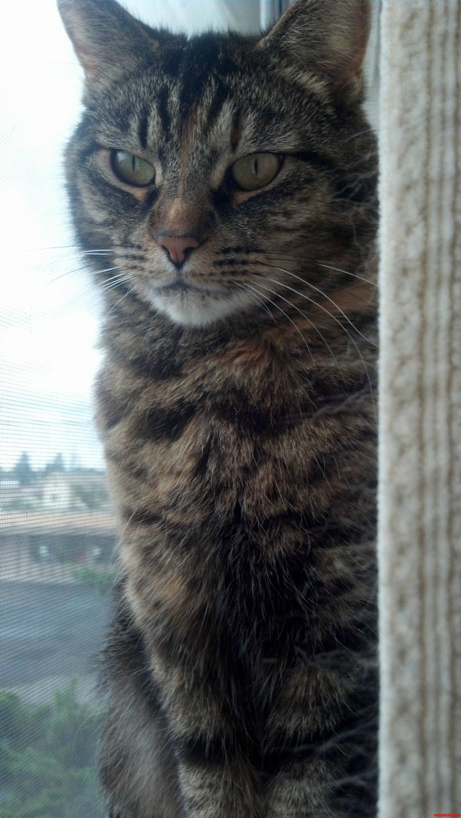 My Favorite Fluffy Friend