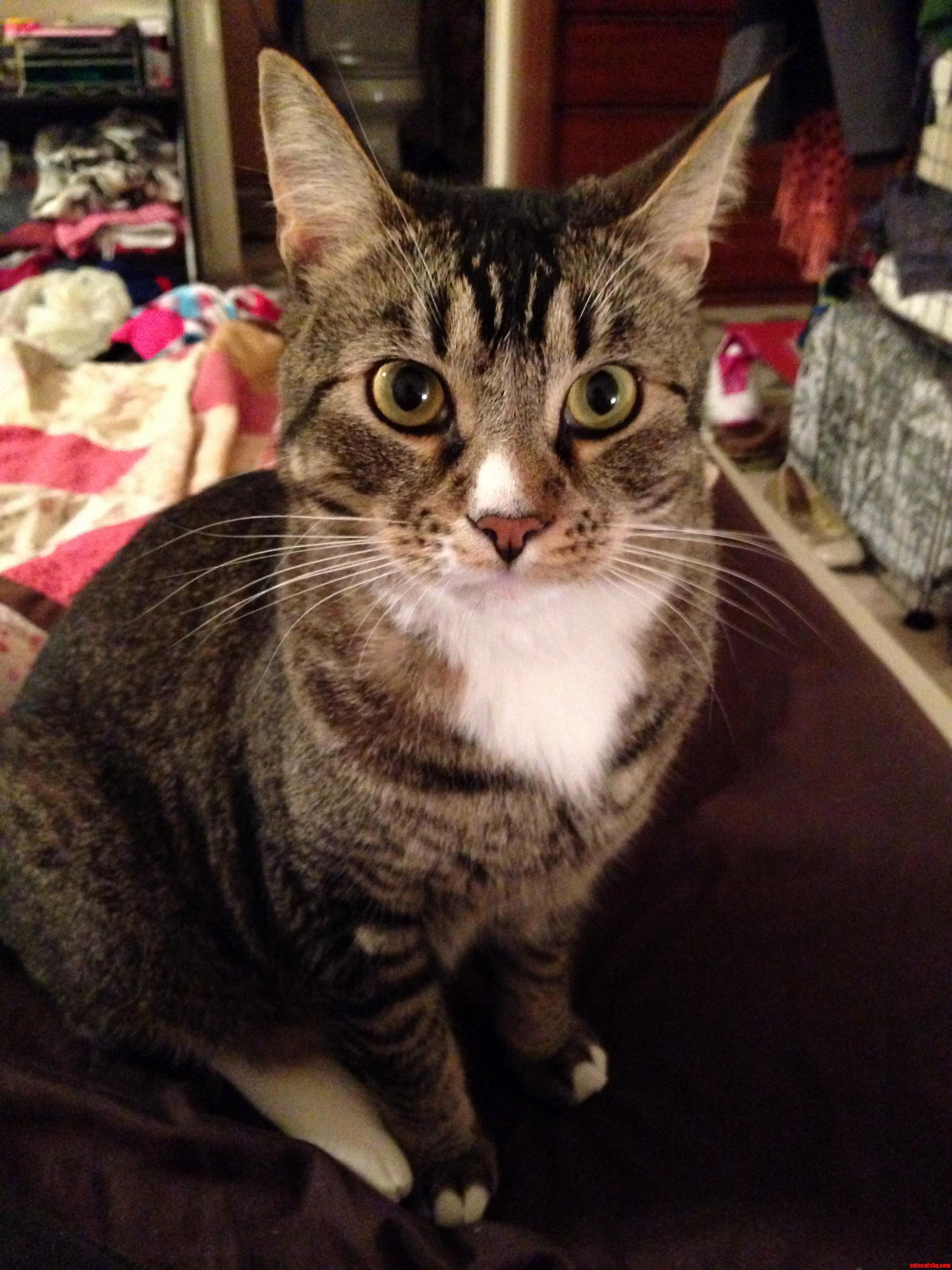 My Favorite Person Is a Cat. Say Hello to Banjo