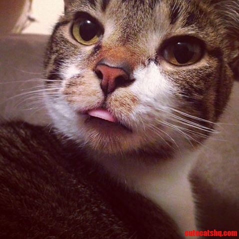 My Favorite Picture of My Cat Havana.