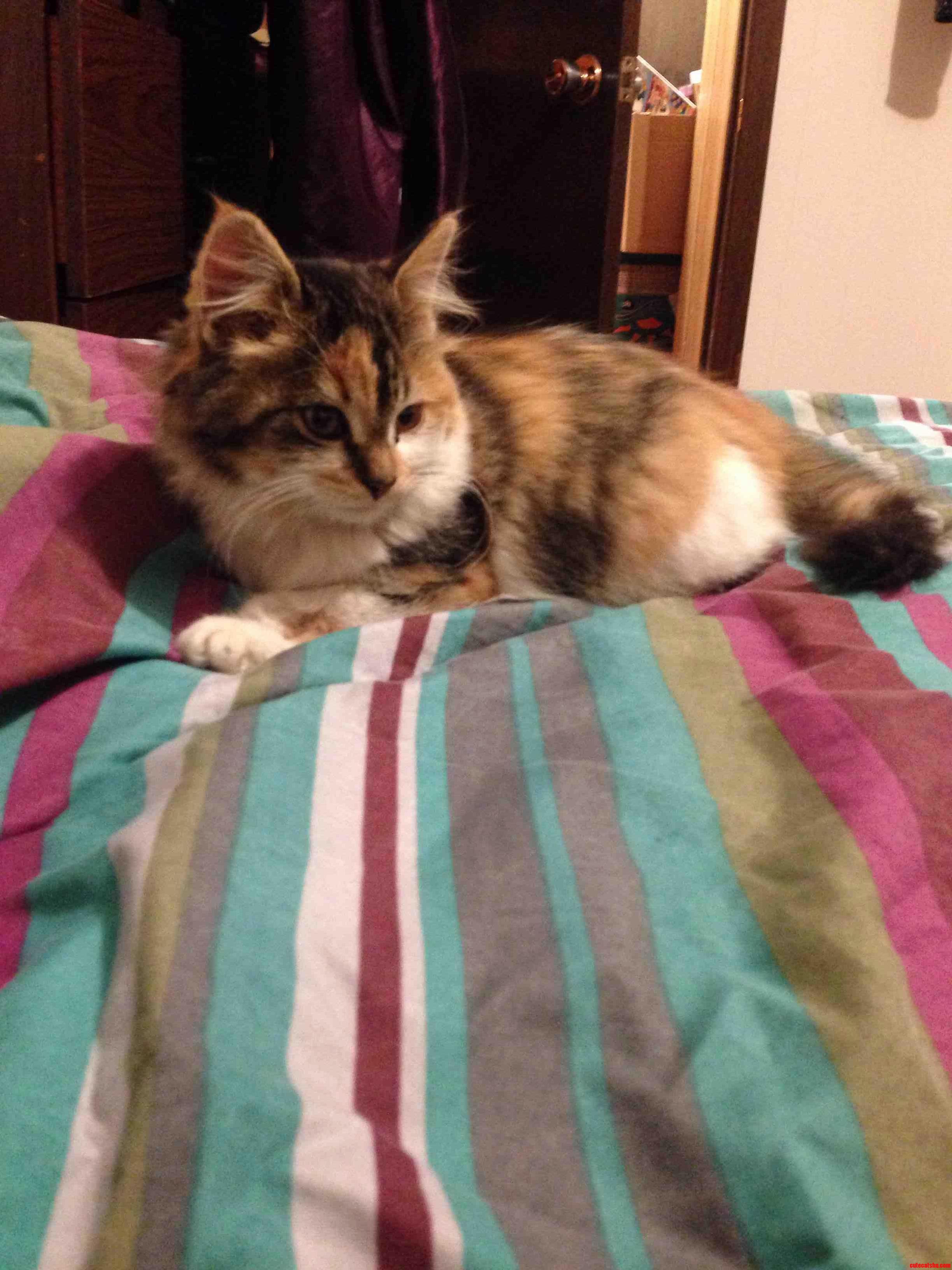 My First Ever Cat