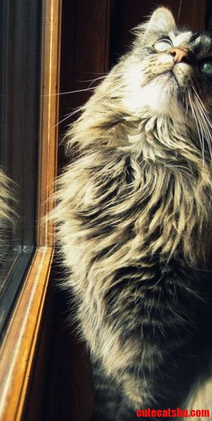 My Fluffy Cat Chloe