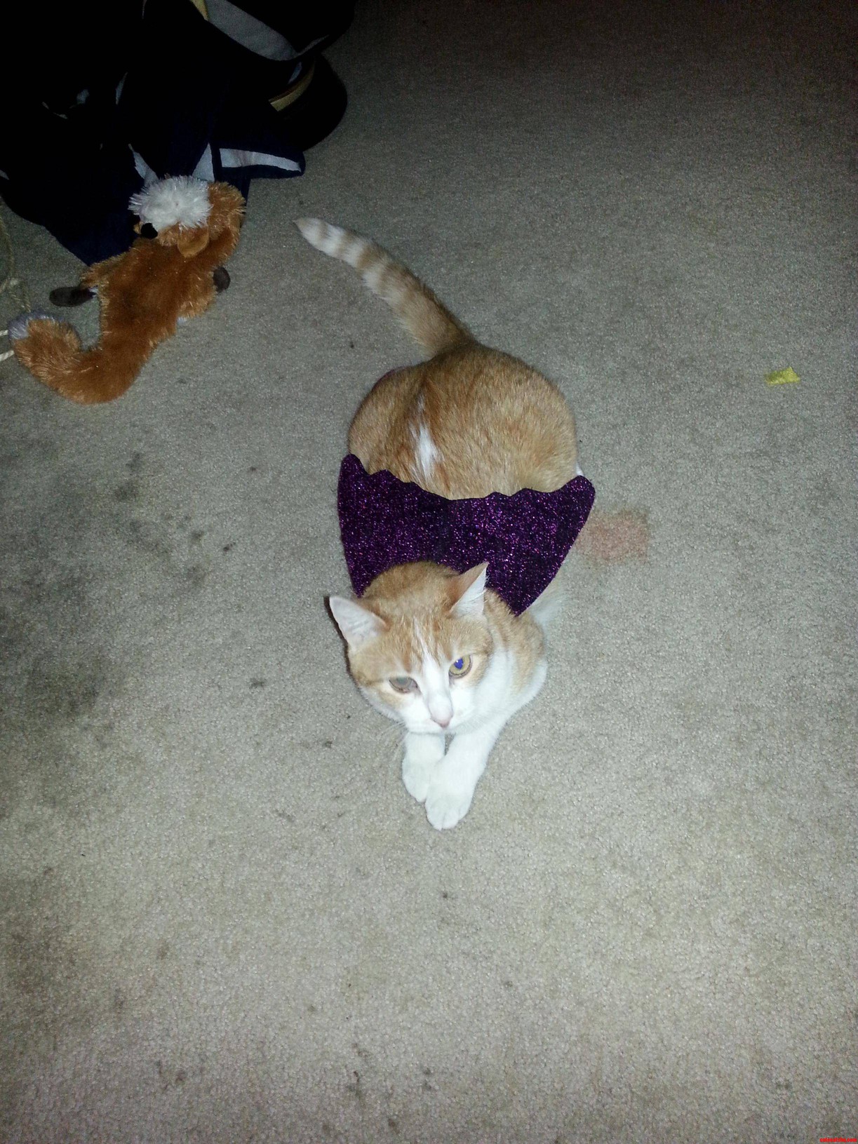 My Flying Cat Has Arrived.