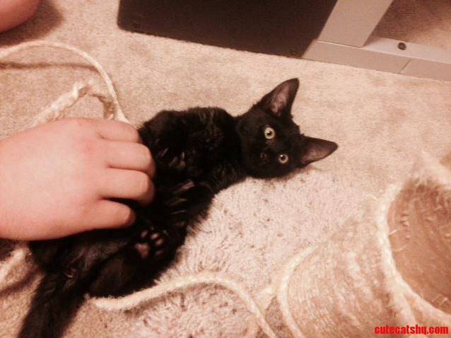 My Foster Kitten Nyx. I Gotta Get Her a Home Soon Shes Too Freaking Precious.