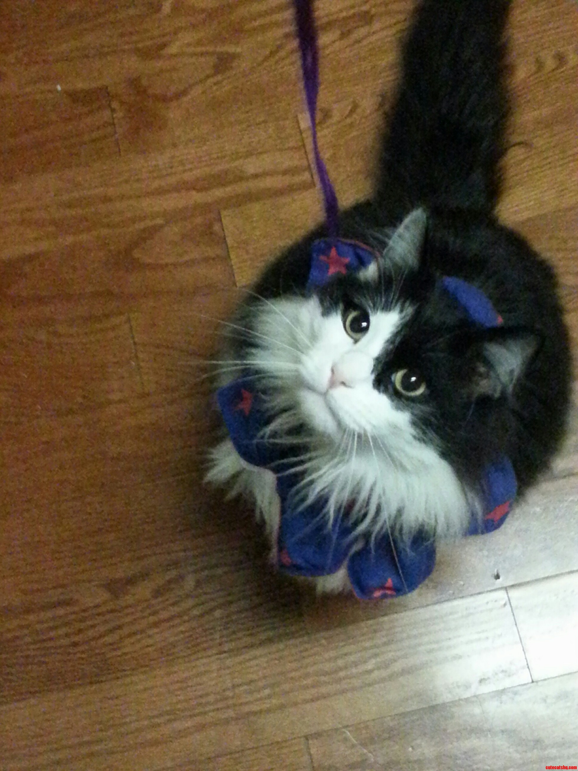 My Foul Beast Waiting Patiently for the String