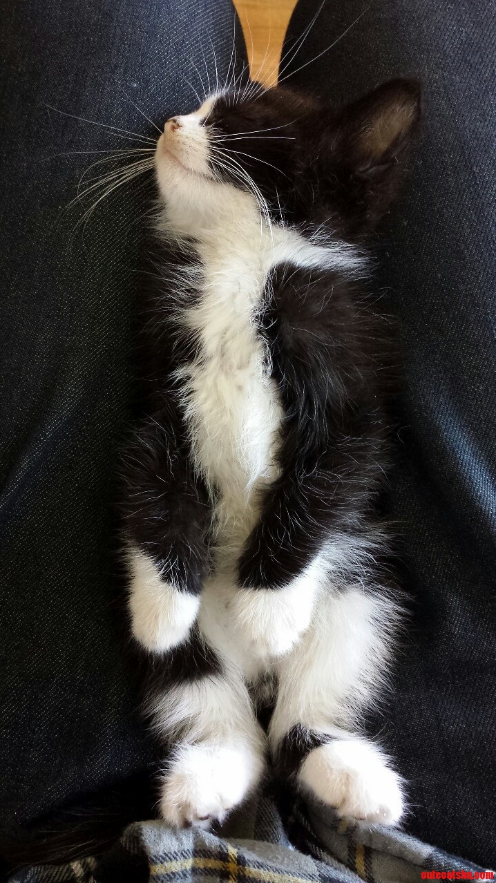 My Friends 8 Week Old Kitten Fell Asleep on My Lap.