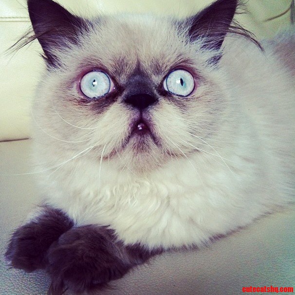 My Friends Cat Belongs on Here. Meet Stewie