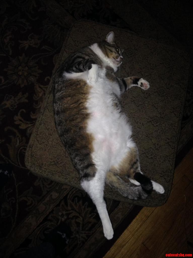 My Friends Cat Had a Long Day