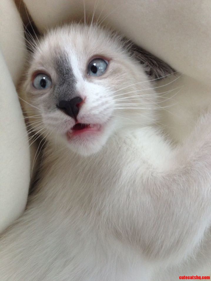 My Friends Cat Is Actually Insane.