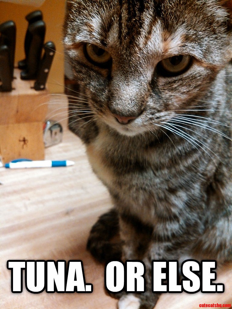 My Friends Cat Is Distressingly Close to the Knives