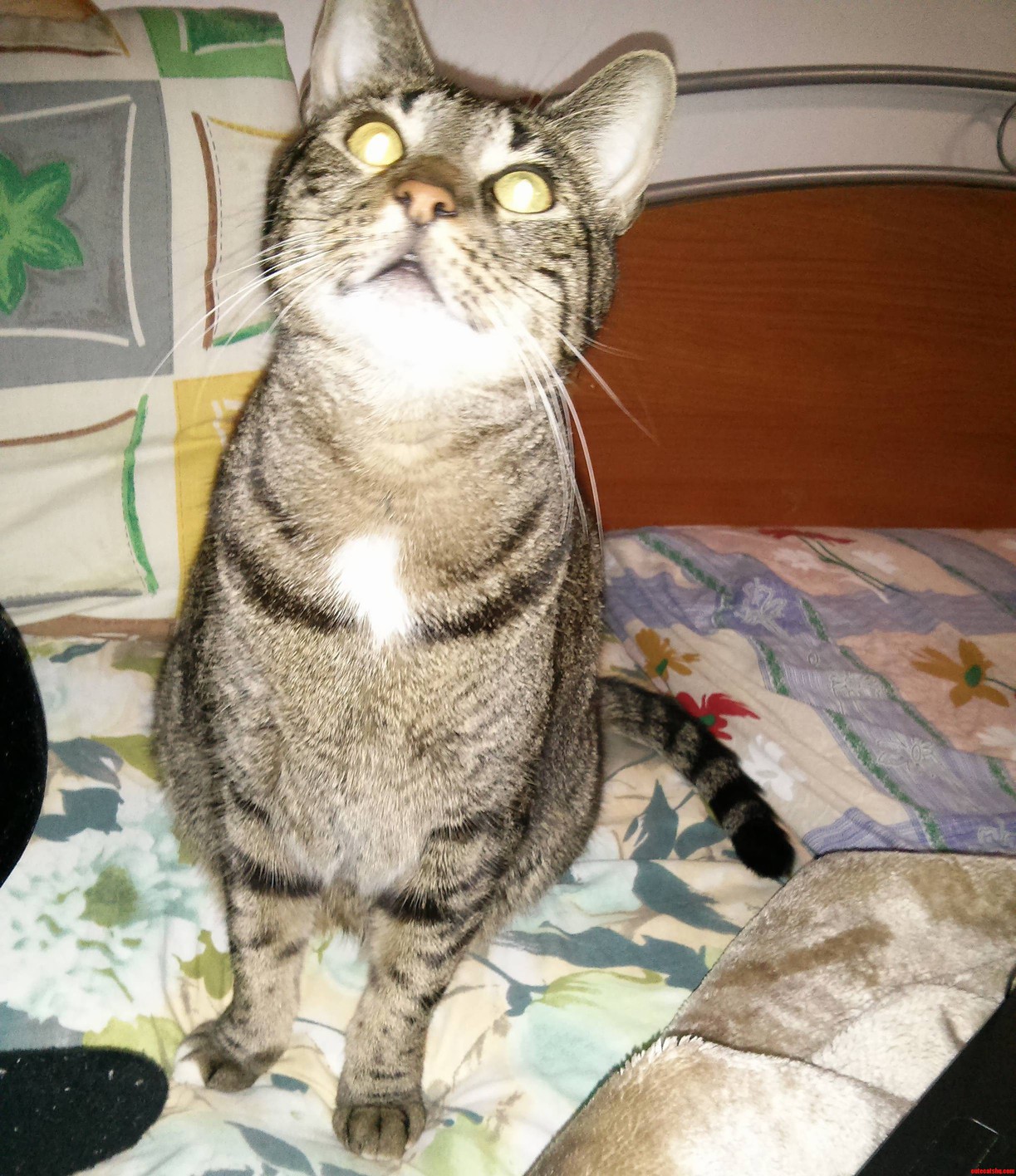 My Friends Cat Pretending to Be a Zombie