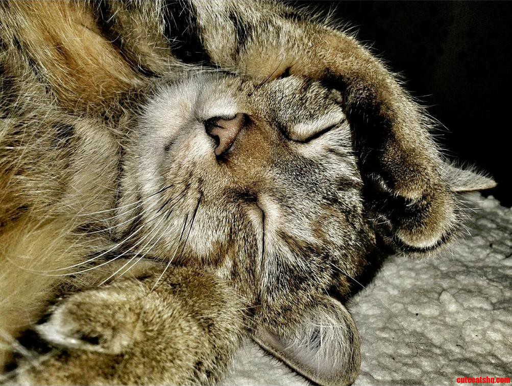 My Friends Cat Taking a Nap 3
