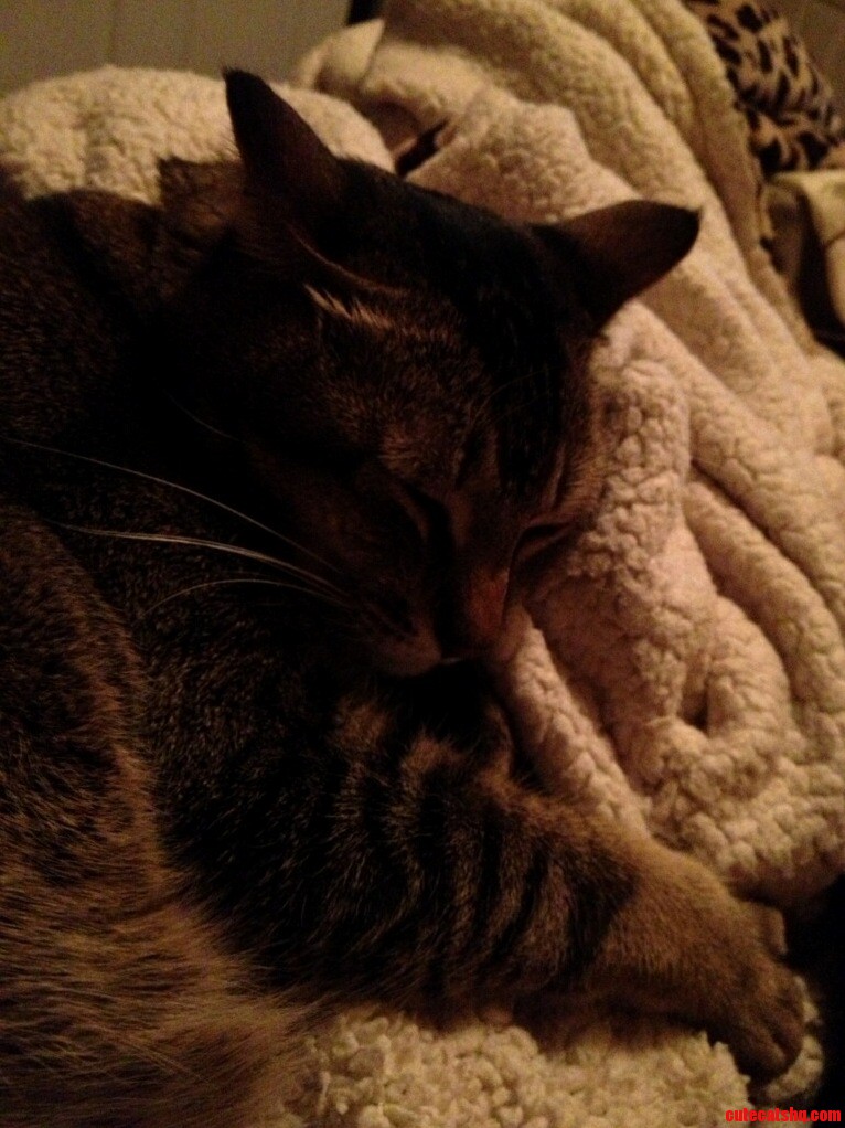 My Friends Cat with Her Favorite Blanket
