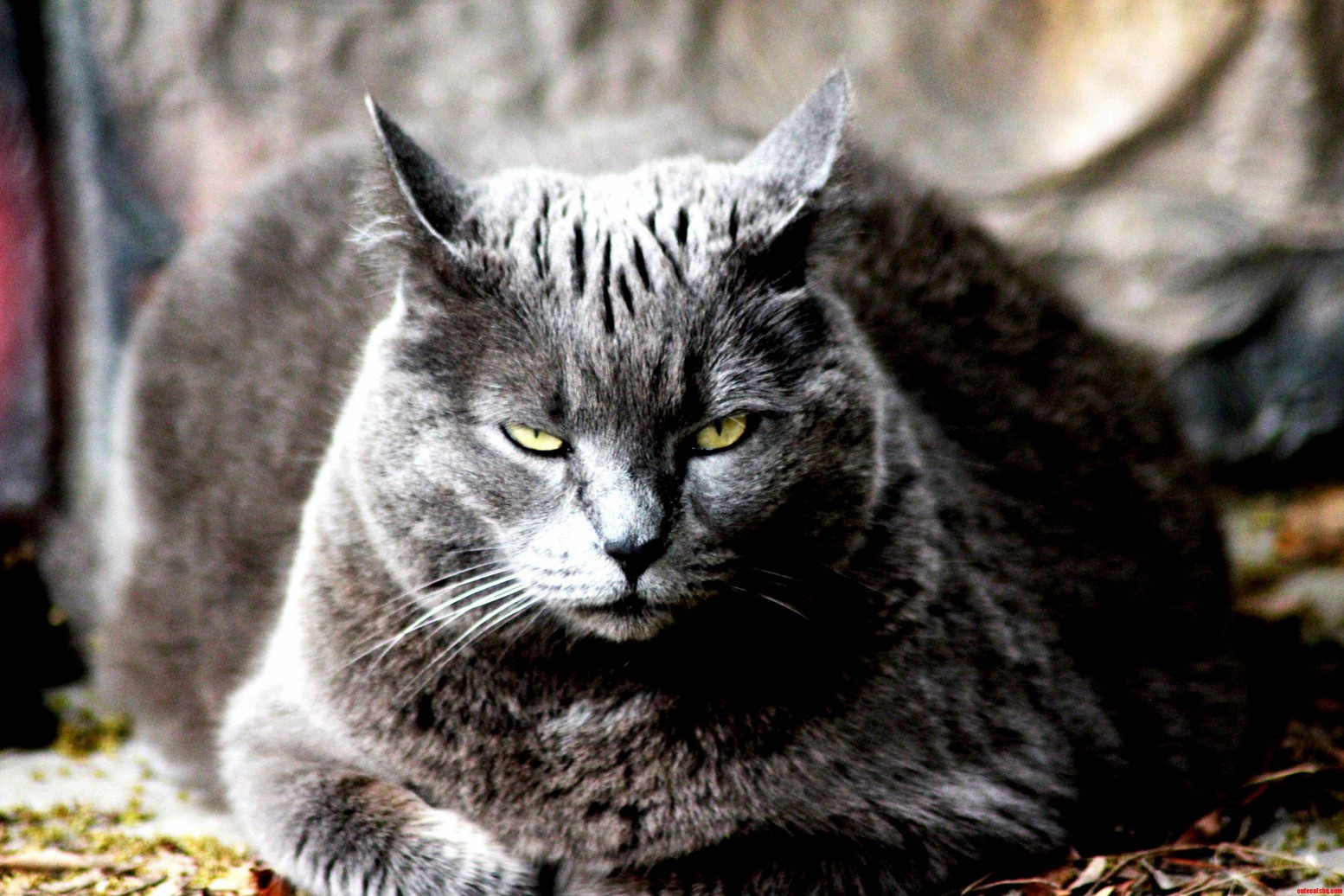 My Friends Got an Older Cat and Shes Got a Lot of Personality.