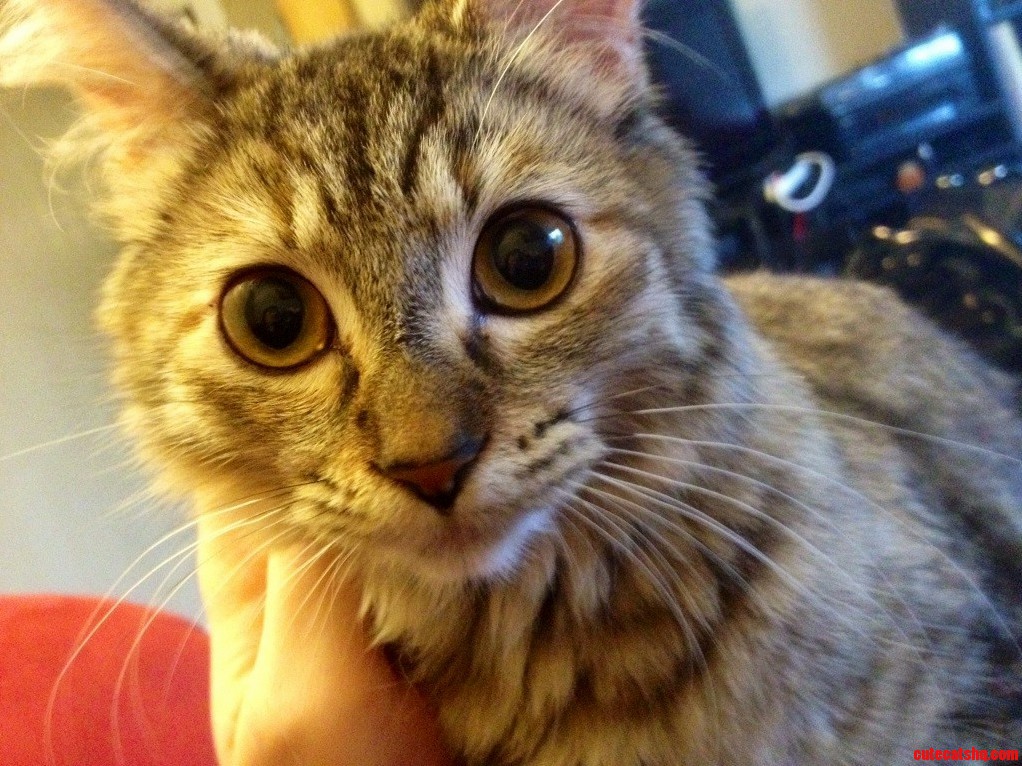 My Friends Kitten Is So Photogenic.