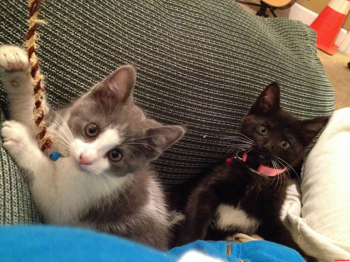 My Friends Roommates 10 Month Old Kittens Paul Grey and White and Lilly Black