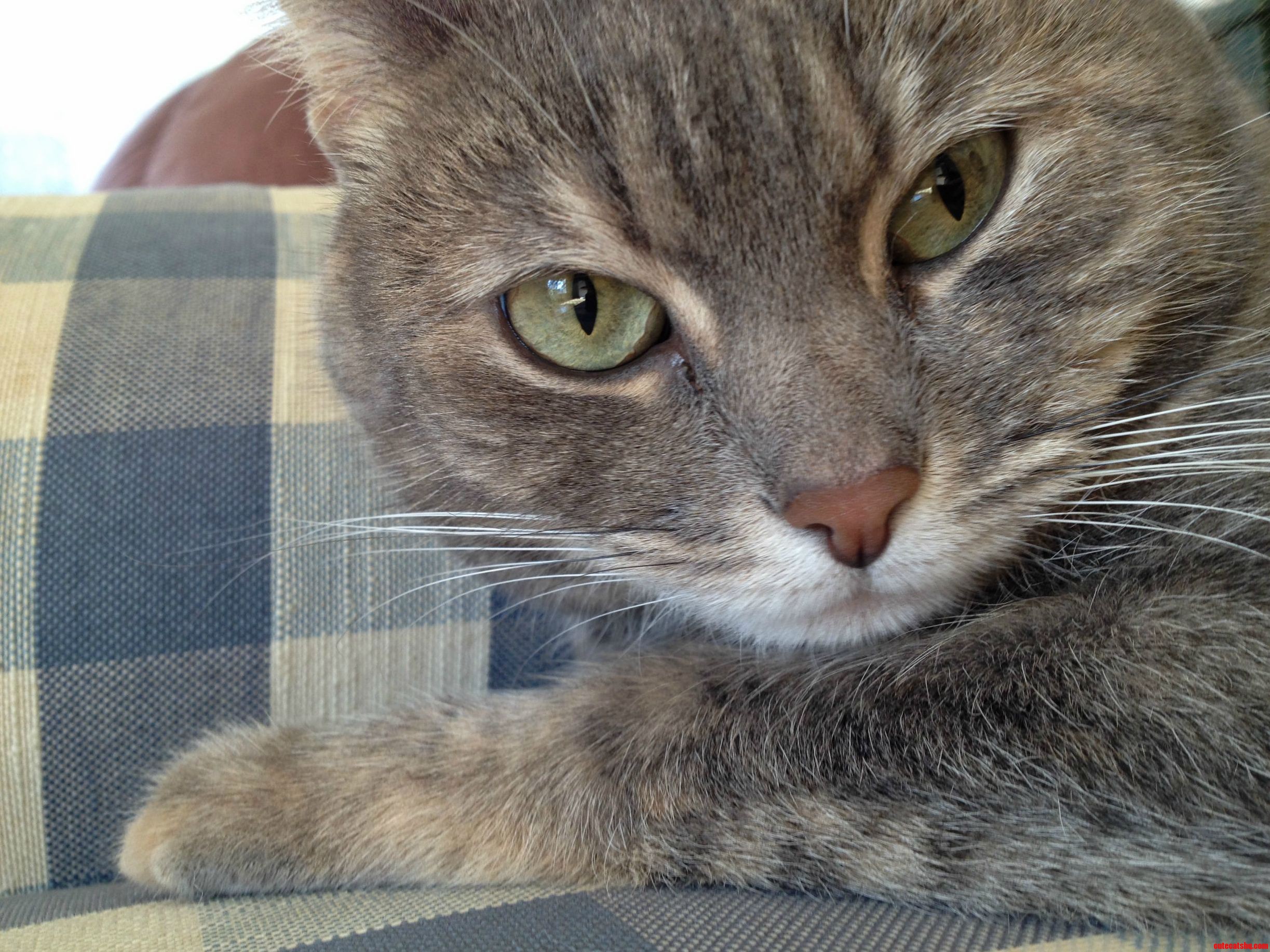 My Gorgeous Cat Makes Me Very Happy.