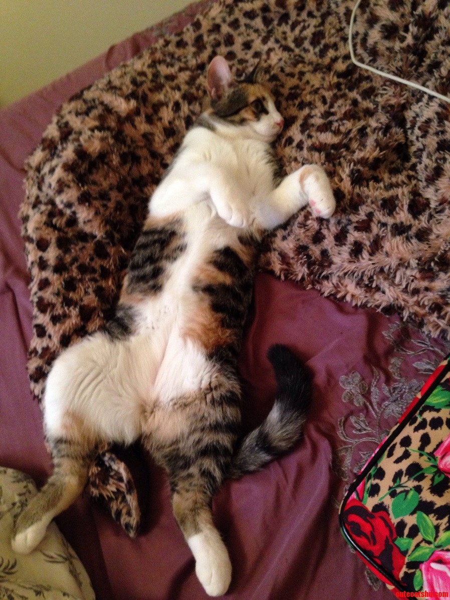 My Gorgeous Tabico Tiger Lily... Shes Such a Lady.