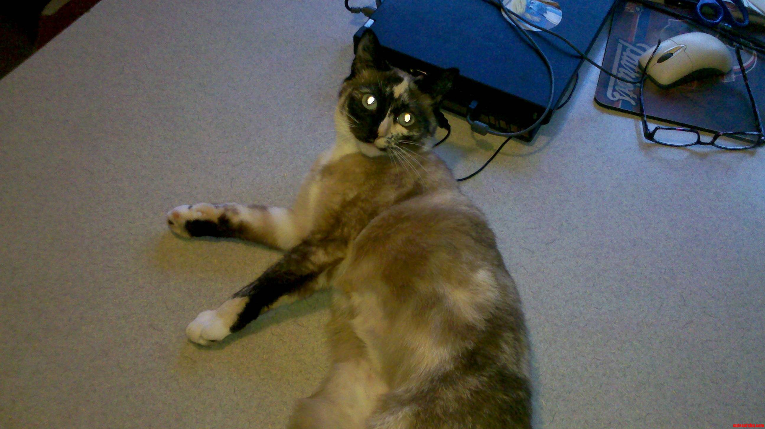 My Half Calico Half Siamese Cat Named Cali