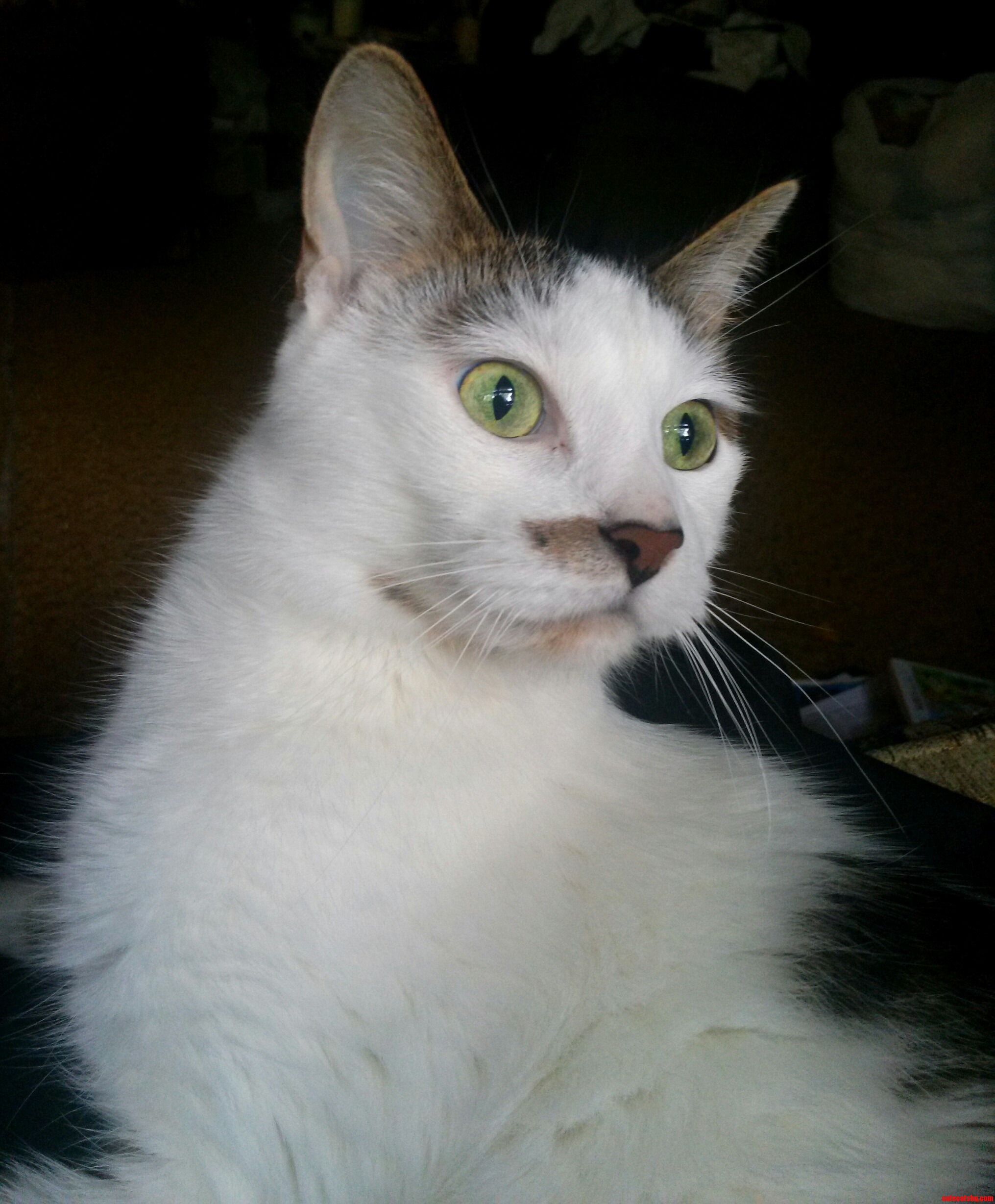 My Half-mustached Baby Mr. Buttons