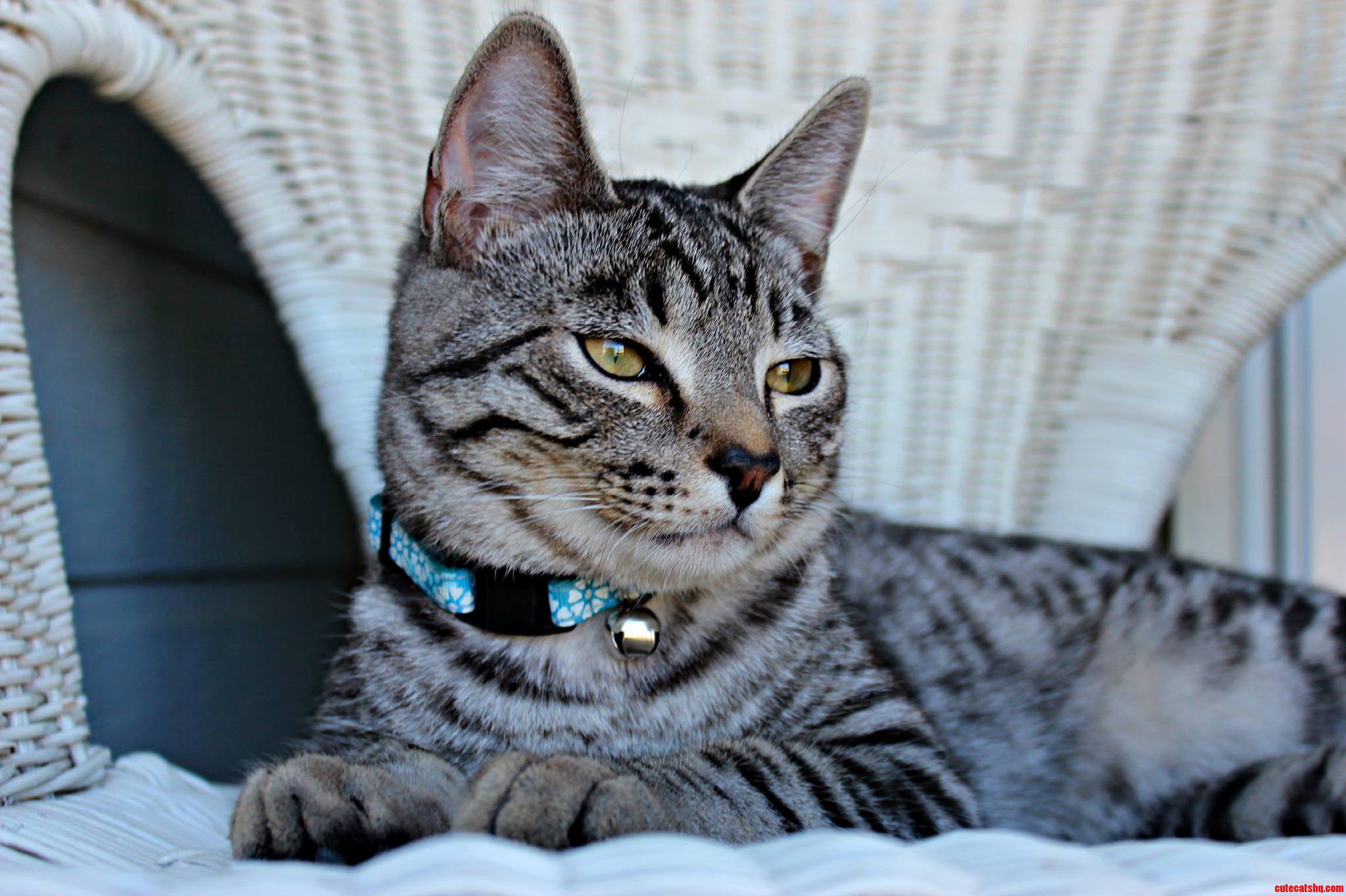 My Handsome Boy Canada Keeping an Eye on the Front Porch for Us.