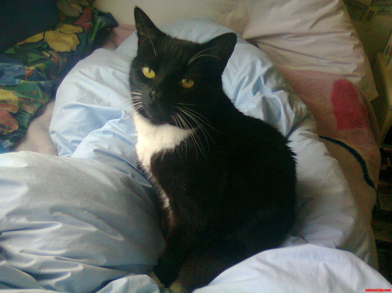 My Handsome Guy