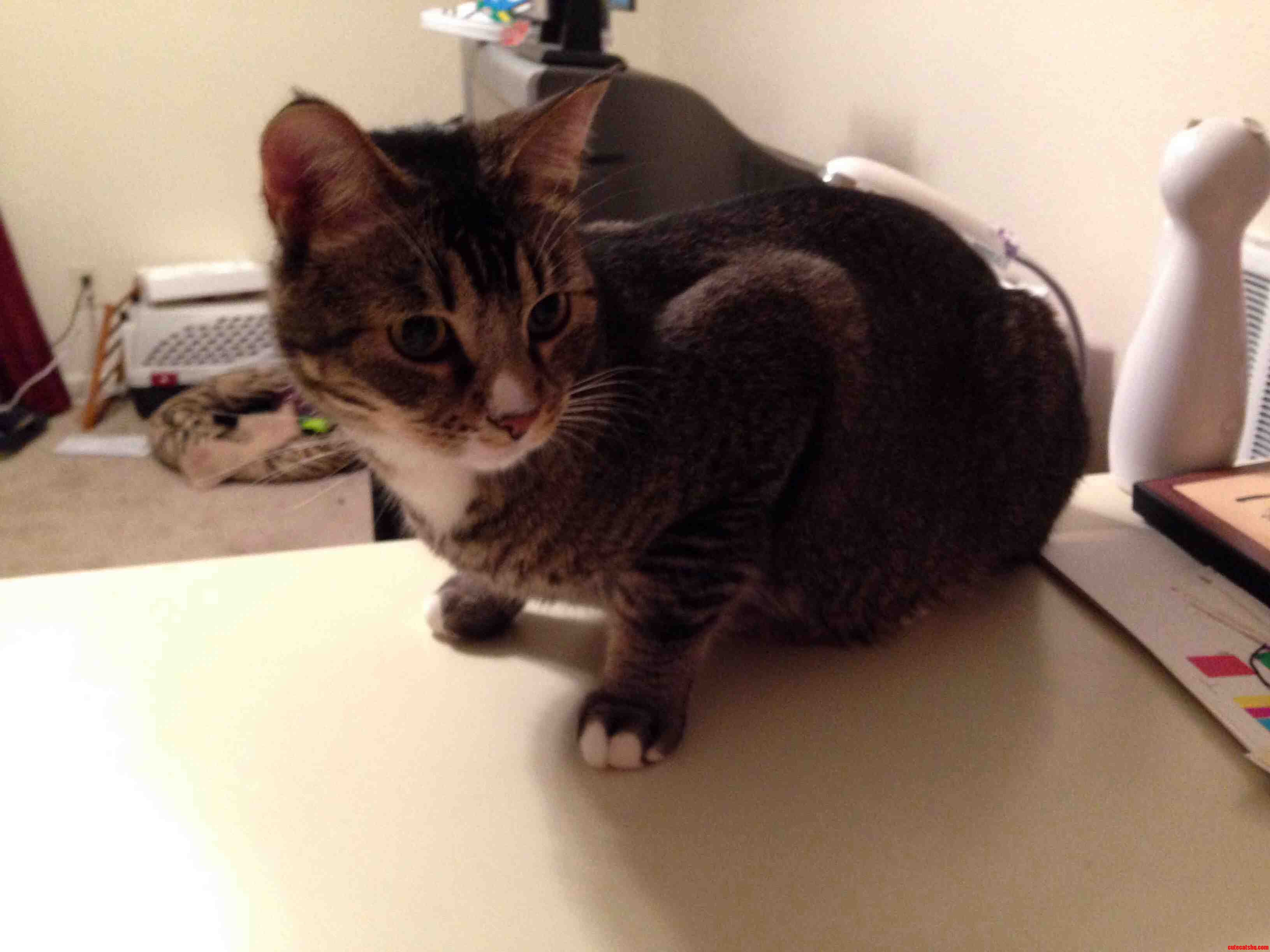 My Handsome Monster on the Hunt