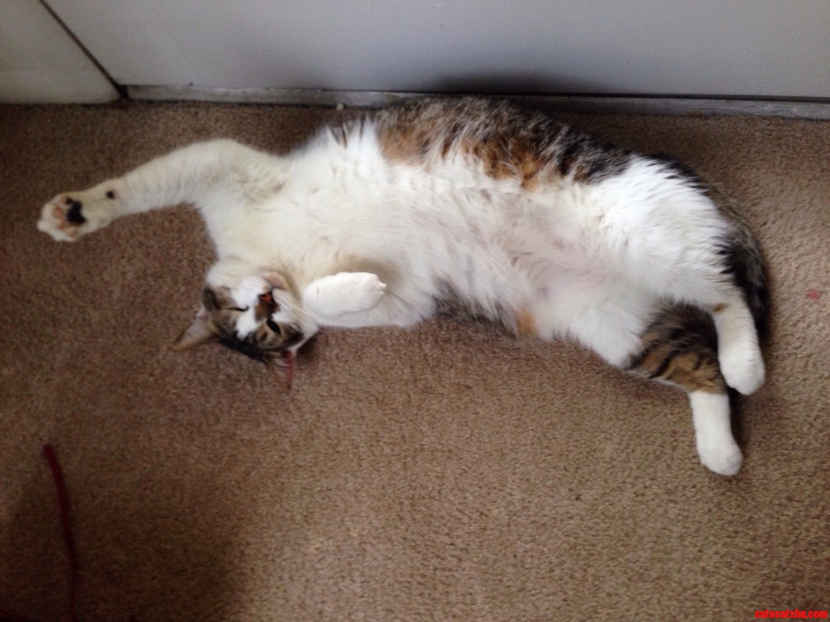 My Happy Fat Boy Scooter
